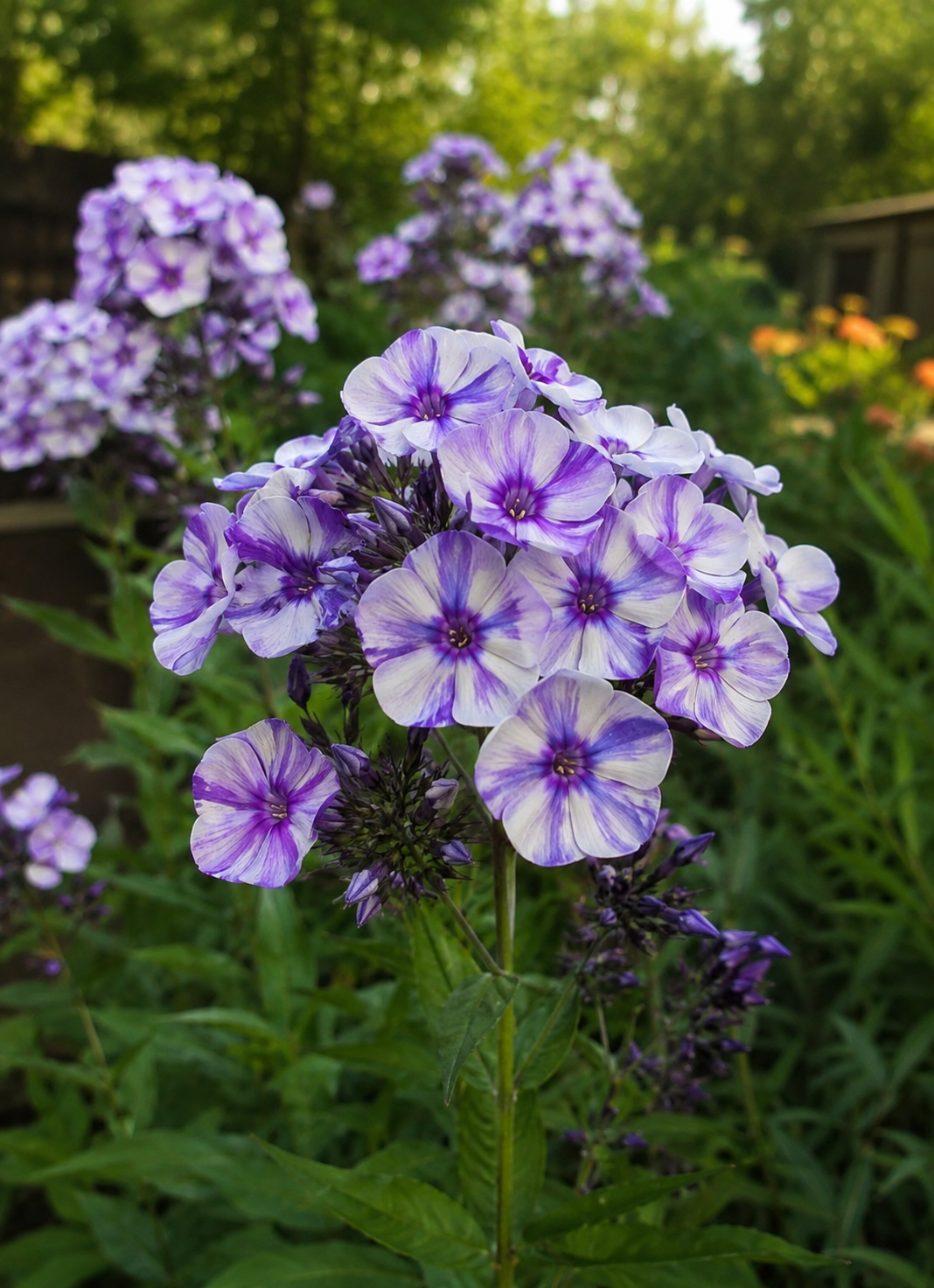 Petunie 'Daddy Blue Ice' mit großen blau-weiß marmorierten Blüten im Gartenbeet oder Balkonkasten.