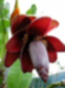 Musa Balbisiana Faserbanane Riesen Banane 2 Samen Schnell wachsende tropische Bananenart mit dekorativen Blättern.