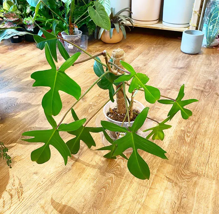 Philodendron Florida Green mit tiefgrünen, leuchtend geschnittenen Blättern, die eine tropische Atmosphäre schaffen.