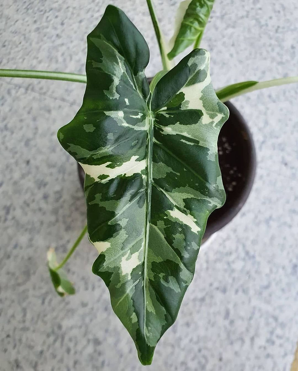 Alocasia Okinawa Camouflage Plant Elefantenohr mit einzigartigem Blattmuster, Zimmerpflanze, 2 Samen