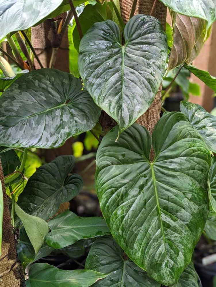 Philodendron Mamei Soderoi Grünpflanze mit dekorativen grünen Blättern – 3 Samen