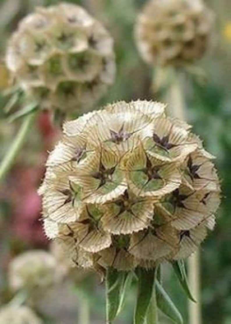Scabiosa Stellata Drumsticks – dekorative Gartenpflanzen