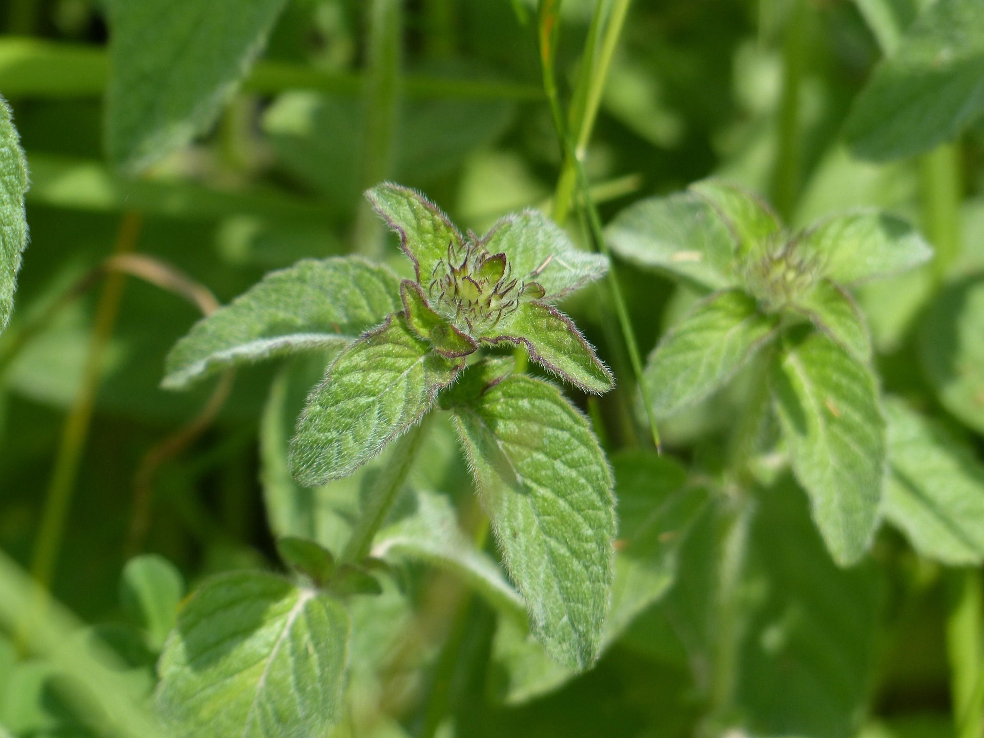 F1057 Bananen Minze (Mentha Arvensis) - Aromatische Minze mit einem einzigartigen, fruchtigen Bananenaroma, ideal für Tees un