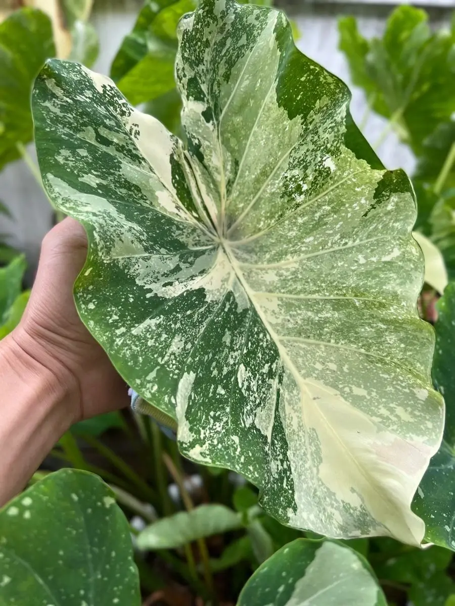 Colocasia Milky Way- Blattmusterung in verschiedenen grün und weiß Tönen
