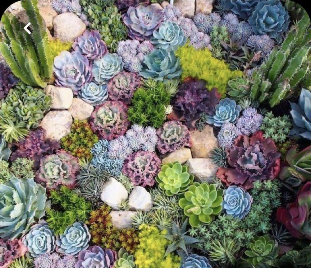 Der Dachwurz Mix (Hauswurz) kombiniert verschiedene, robuste Sukkulenten mit farbenfrohen Blättern und Rosetten.