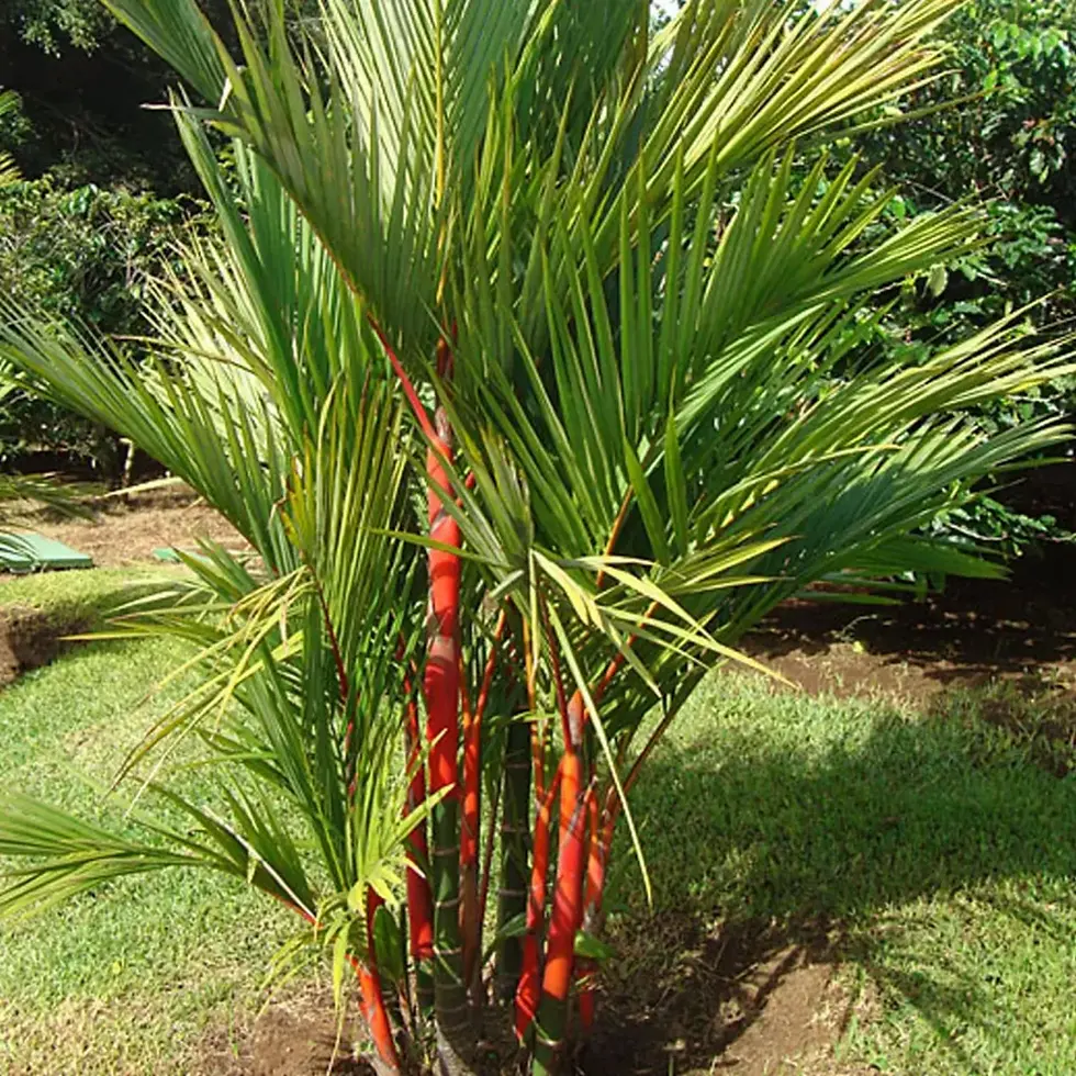 Cyrtostachys Renda Siegellack Palme Rotstiel mit leuchtend roten Stielen und grünen Palmblättern.