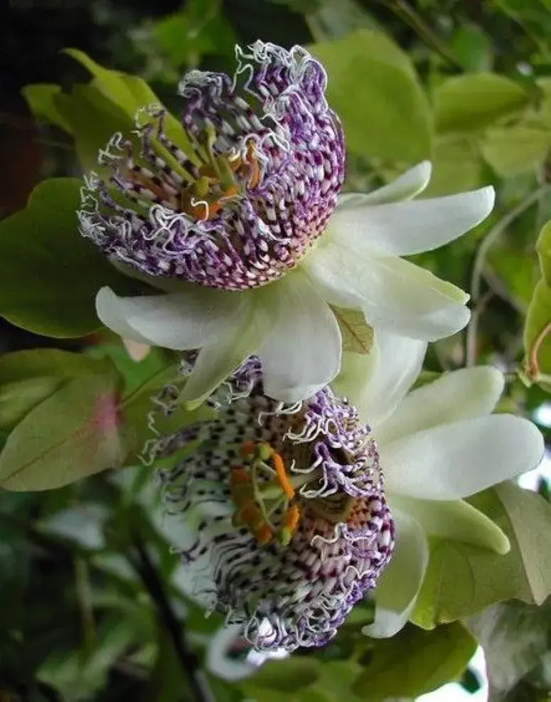 Passiflora Sidaefolia – seltene, kleinwüchsige Passionsblume mit violett-purpurfarbenen Blüten. Ideal zur Einringung an klein