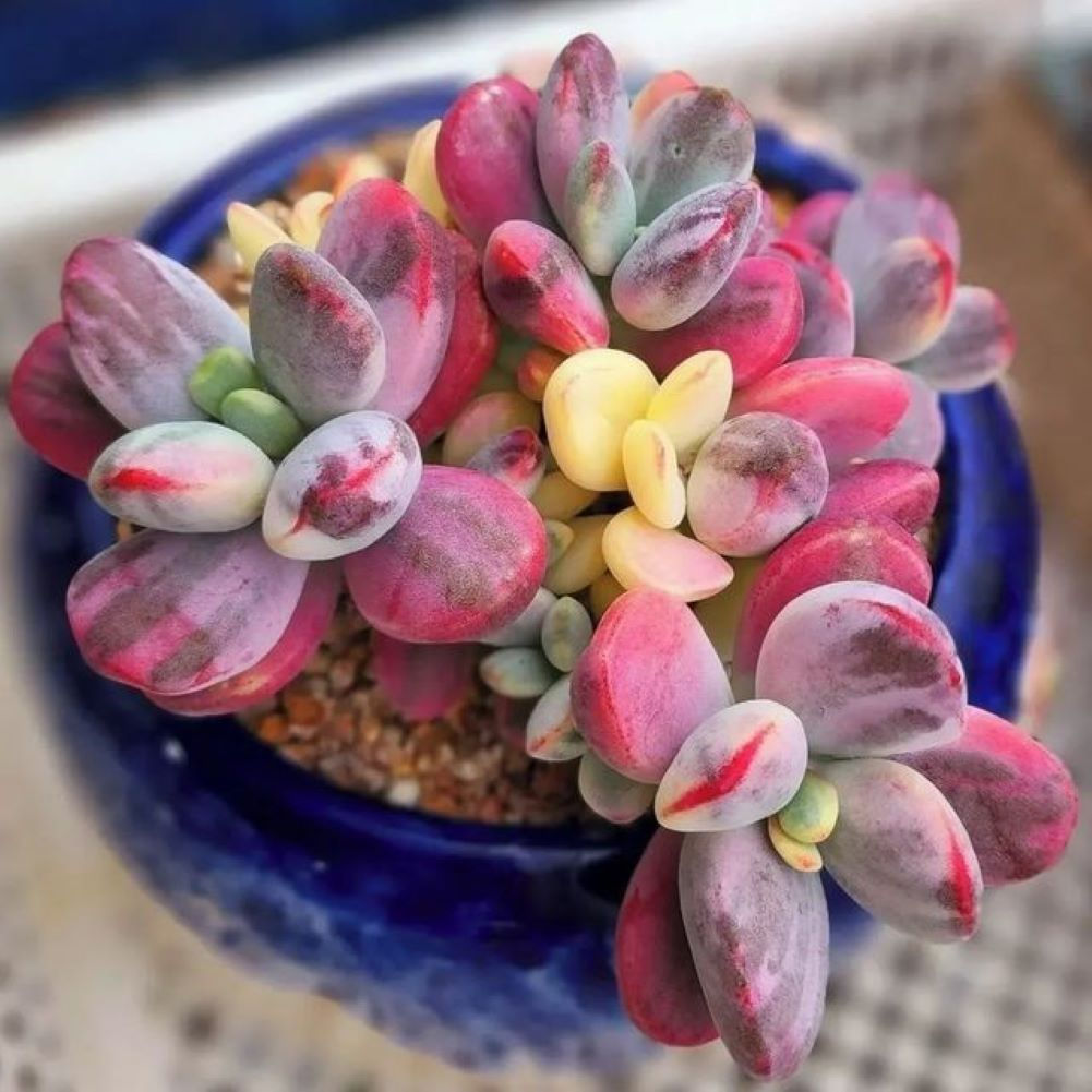 Cotyledon Pendens Kalanchoe – Eine einzigartige Sukkulente mit hängenden, fleischigen Blättern.