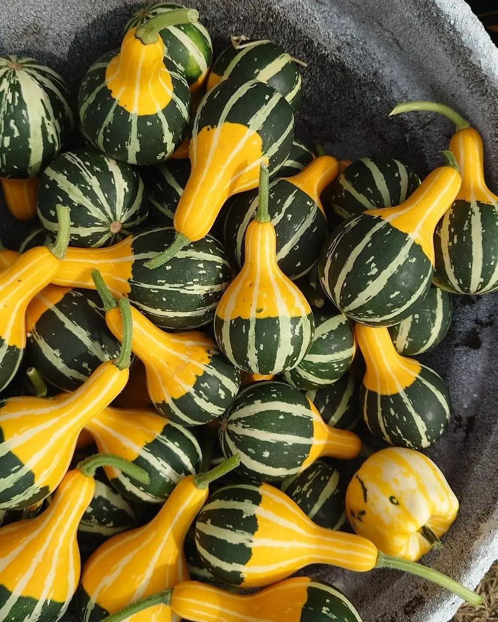 Bicolor Small Spoon Kürbis. Schlangenkürbis mit gebogenen, zweifarbigen Früchten in Grün und Gelb.