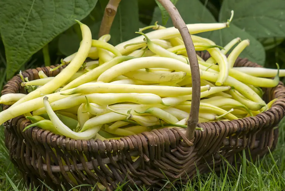 Die Yellow French Beans Gelbe Bohnen bieten knackige, goldgelbe Hülsen und einen milden, zarten Geschmack.