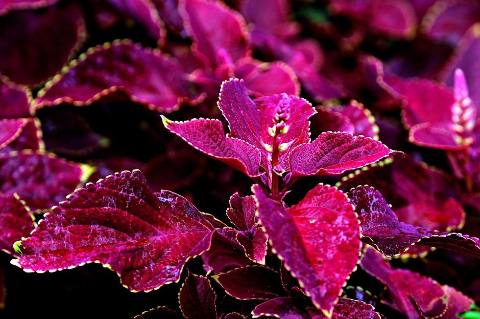 Coleus Pinky Plectranthus bunte Blätter.