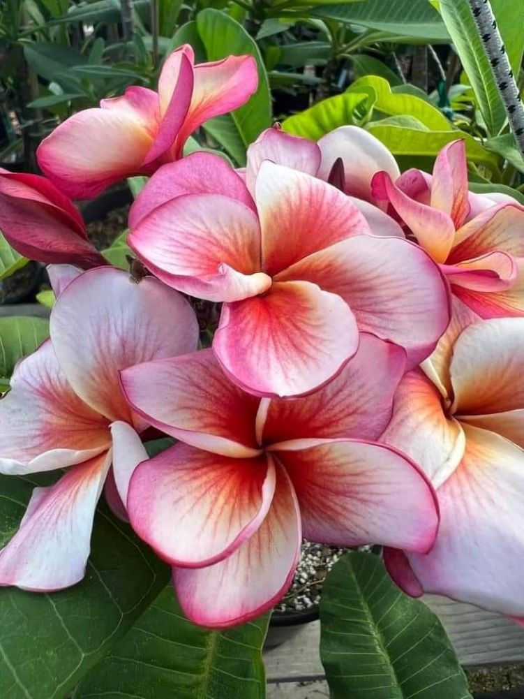 Plumeria Rubra Bicolor (F618) Frangipani mit auffälligen, zweifarbigen Blüten in Rosa und Gelb, die Ihrem Garten einen tropis