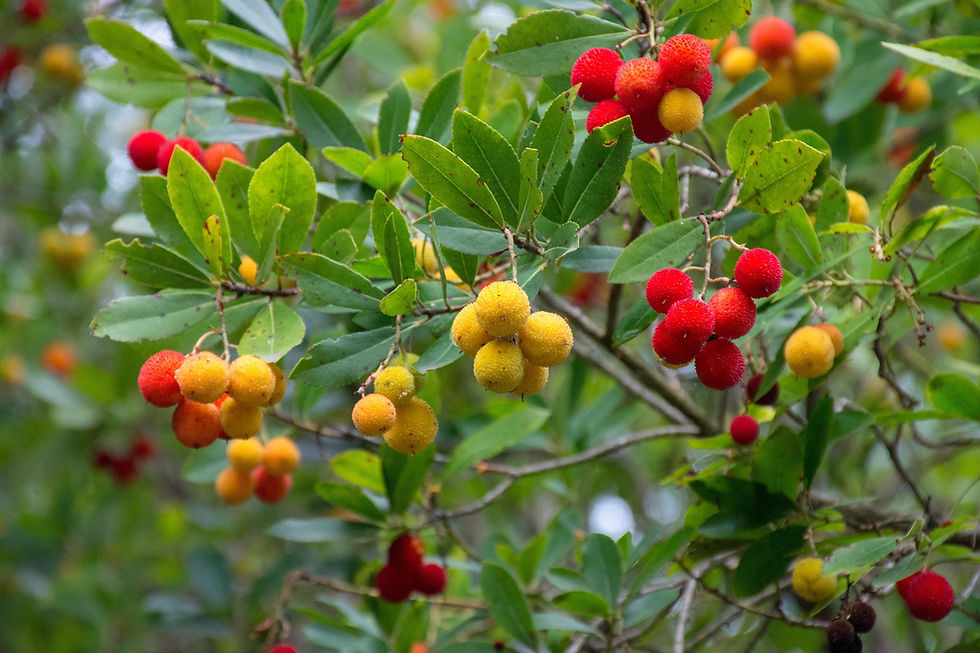 reife, leckere Früchte am Erdbeerbaum Arbutus unedo
