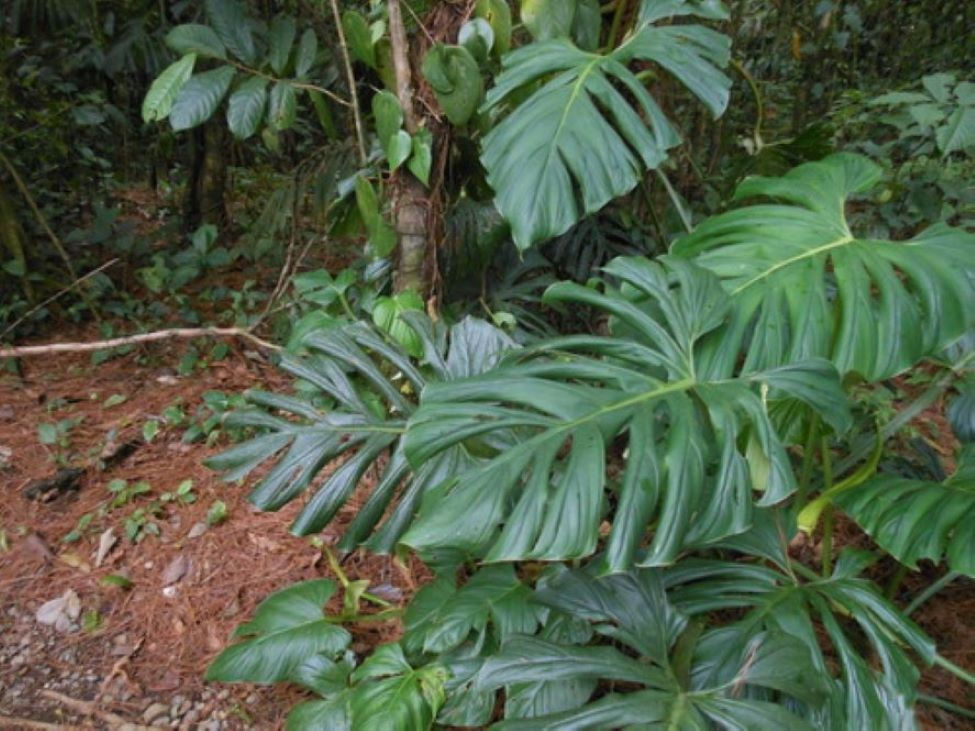 Philodendron Findens – eine attraktive Zimmerpflanze mit glänzenden, herzförmigen Blättern und kräftigem Wuchs.