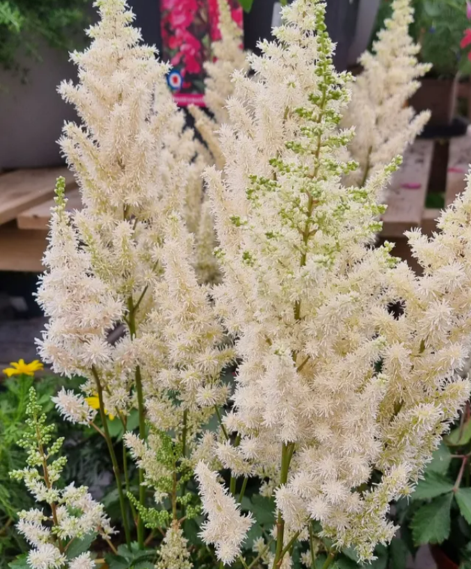 Astilbe Arendsii „Prachtspiere Weiß“ – Elegante weiße Blüten für schattige Gartenbereiche.
