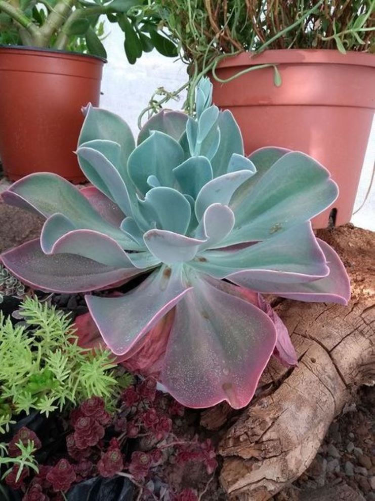 Echeveria Peacockii – Herz Rosa mit zarten, rosafarbenen Blättern in herzlicher Form, ideal für Sukkulentengärten oder als de