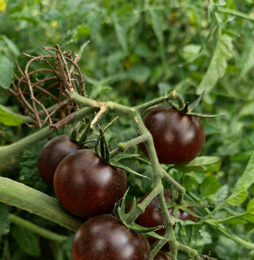 Die Black Cherry Tomate ist eine außergewöhnliche schoko-dunkle Cocktailtomate mit süß-würzigem Aroma. Sehr ertragreich, robu