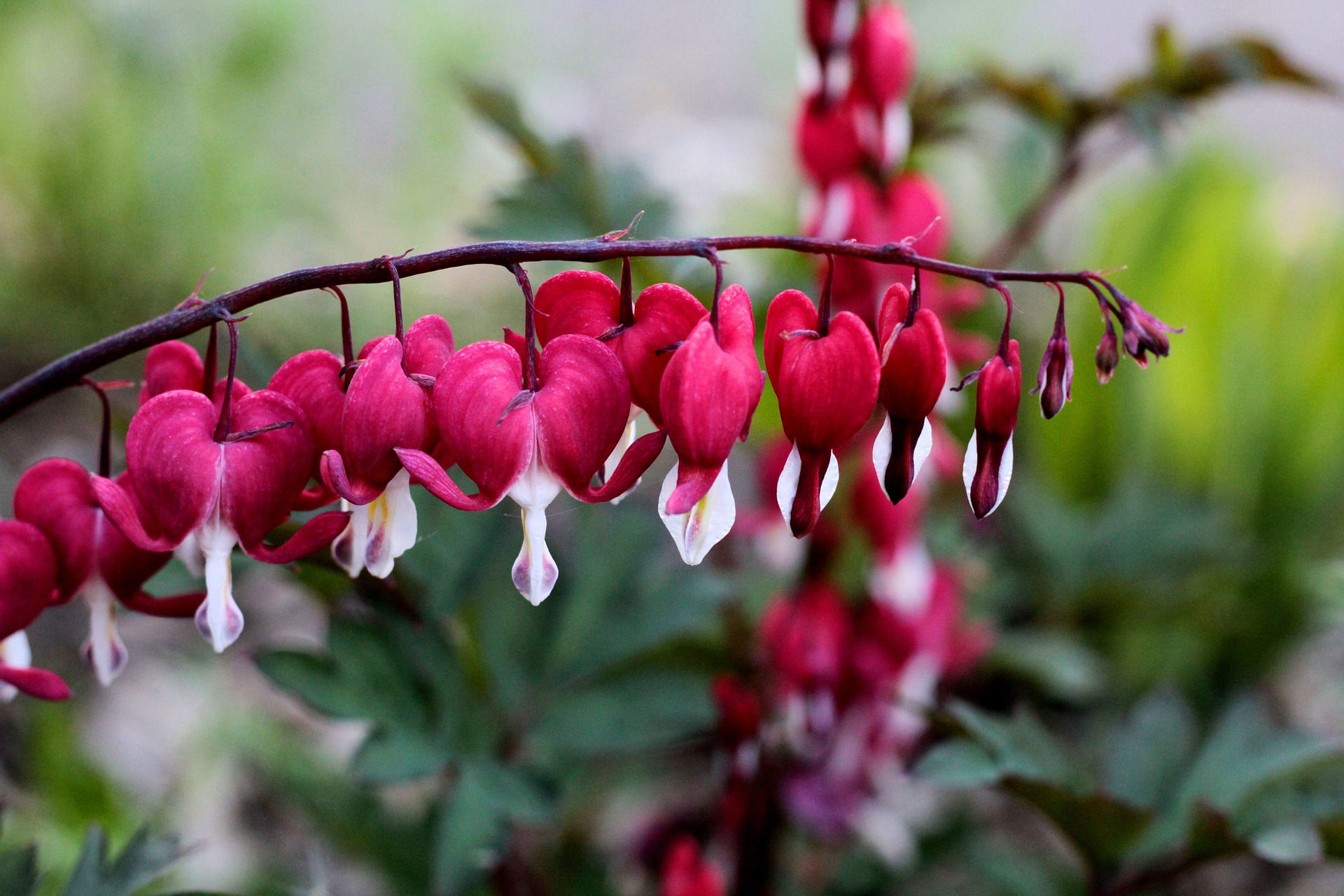 Dicentra spectabilis Valentine Blüte und Blätter.