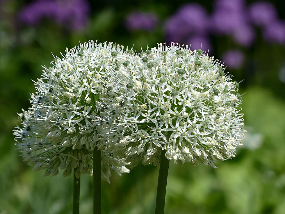 Der Hollandicum Weiß Allium Zierlauch verzaubert mit seinen strahlend weißen Blüten, die in prächtigen Dolden erblühen und de