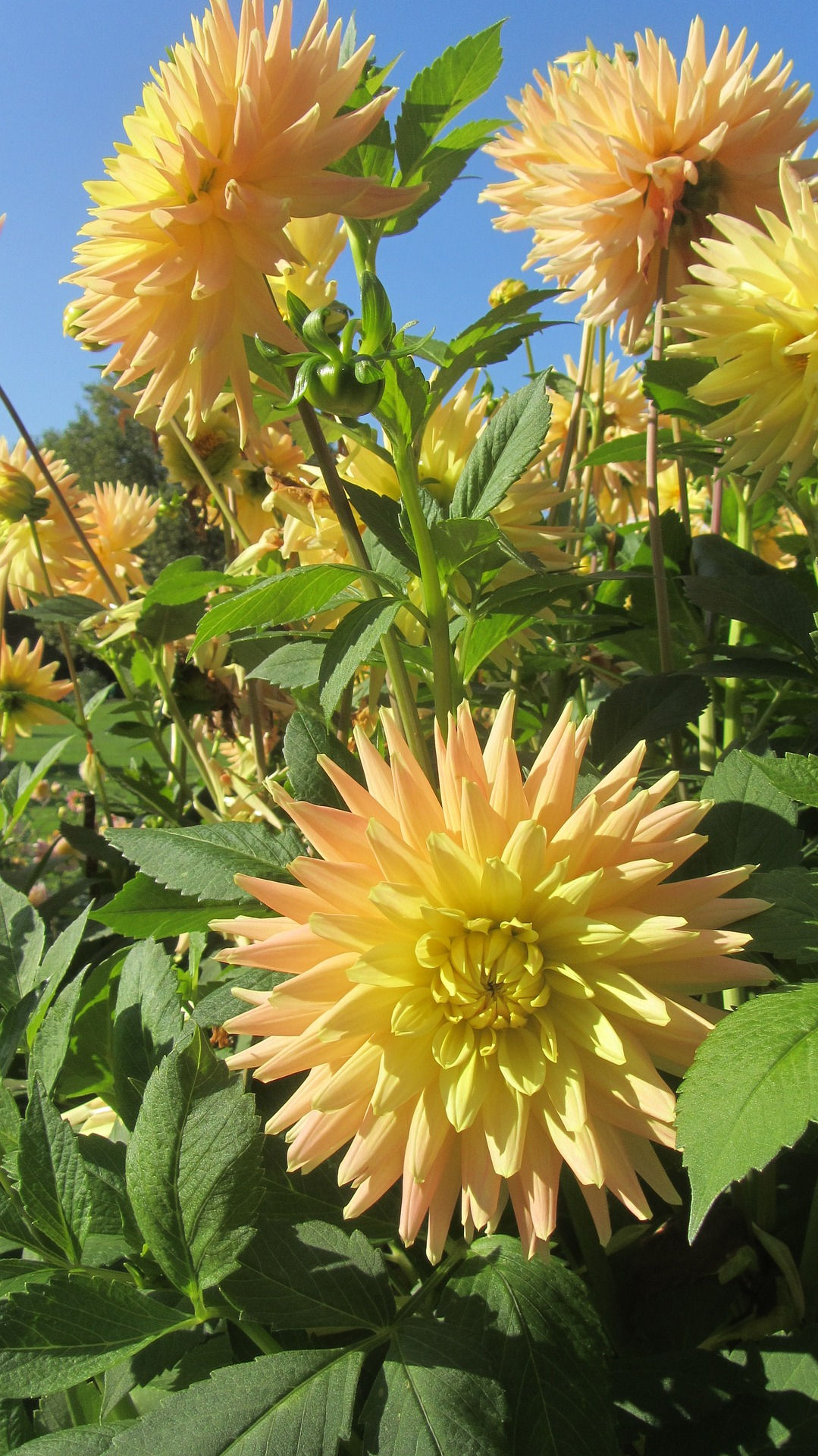 Riesen Dahlie Sun – eine beeindruckende Dahlie mit großen, leuchtend gelben Blüten, die jedem Garten einen sonnigen Akzent ve