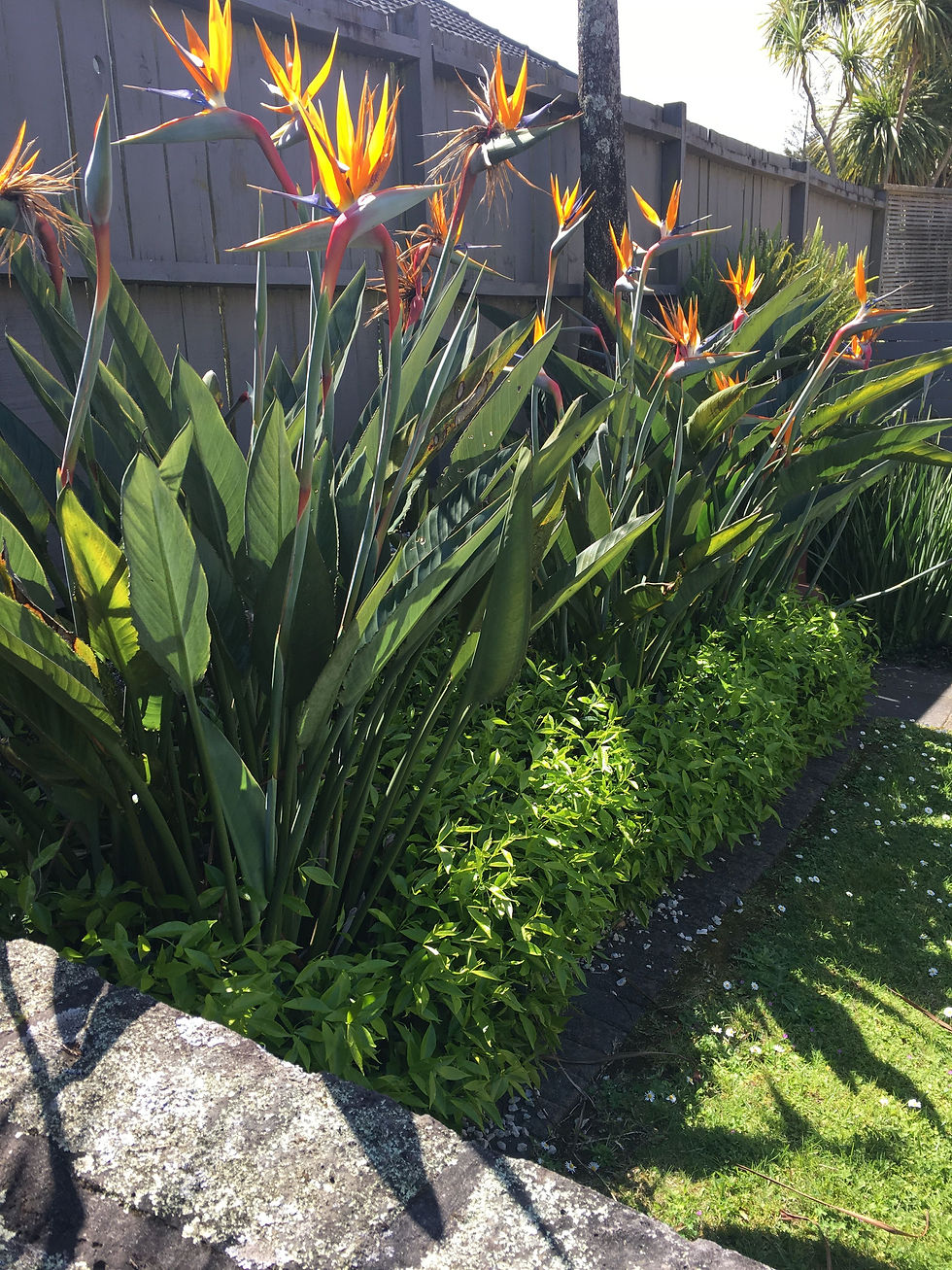 Strelizia Reginae (Paradiesvogelblume) mit ihren auffälligen, orangen und blauen Blüten, die an einen exotischen Vogel erinne