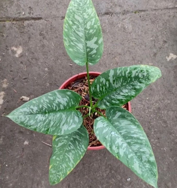 Homalomena sp. variegata Shope Plants Indoor mit bunt gefärbten Blättern, 3 Zimmerpflanzensamen.