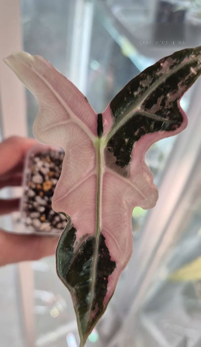 Detailaufnahme eines pfeilförmigen, dunkelgrünen Blatts der Alocasia Nobilis Pink Sanderiana mit glänzender Oberfläche und au