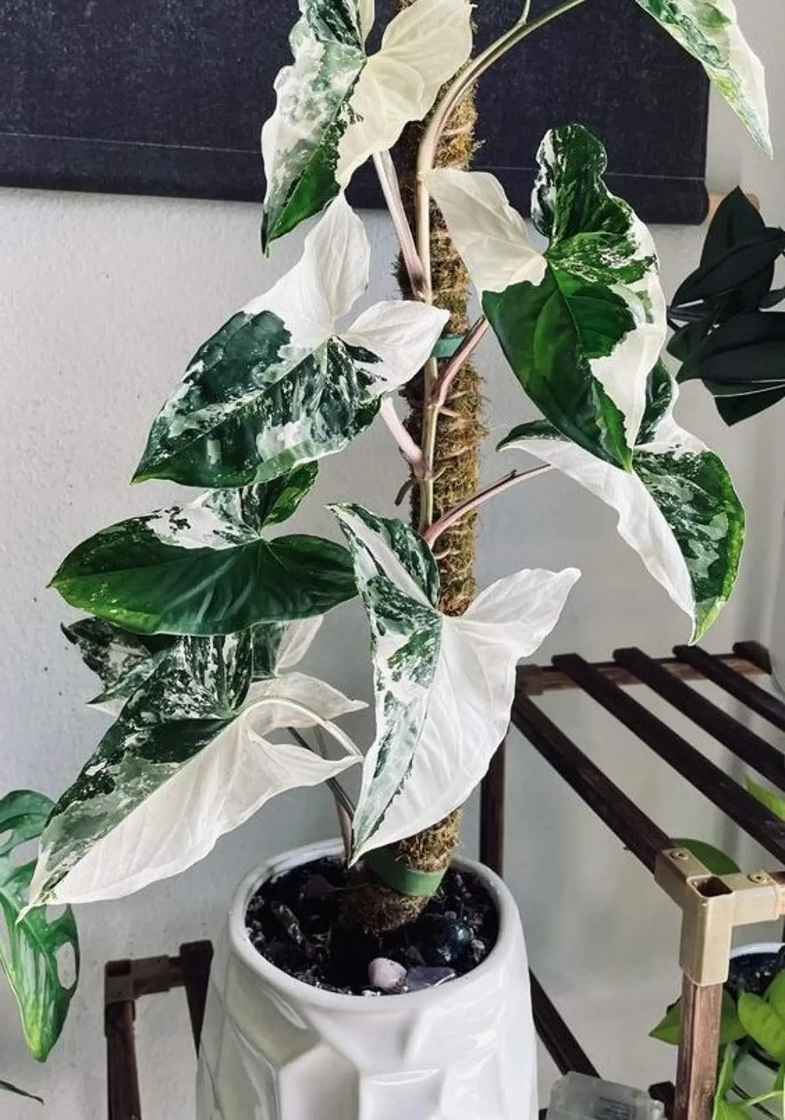 F1684 Syngonium Fantasie Variegata Camouflage mit einzigartigen, unregelmäßig gemusterten Blättern in Grüntönen und weißen bi