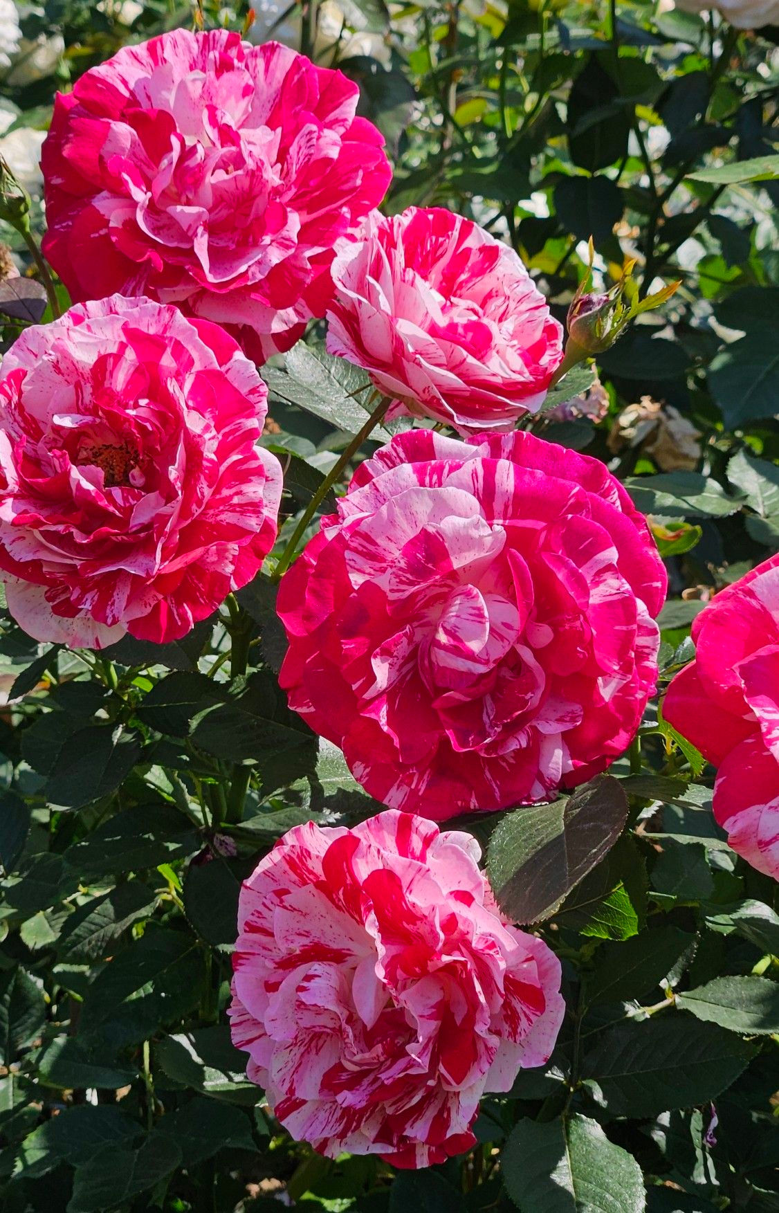 Gefüllte Edelrose rot-rosa Bicolor, 25 Samen Blumensamen.
