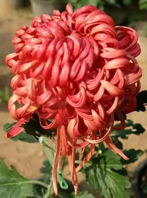 Chrysanthemum Bordeaux Riesen Chrysantheme mit großen, tiefroten Blüten, 5 Samen, Blumensamen