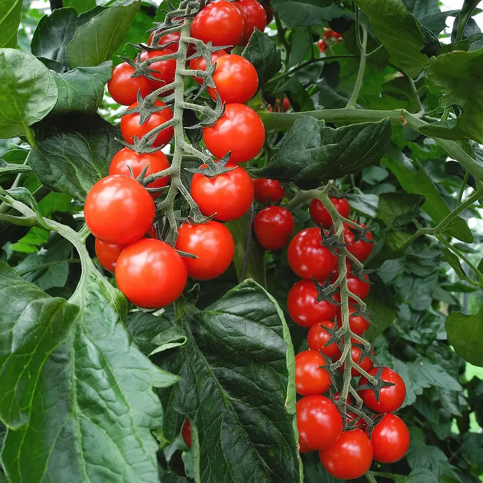 Veredelte Kirschtomate Cocktailtomate – Süße und saftige Snack-Tomaten für den Garten oder Balkon.