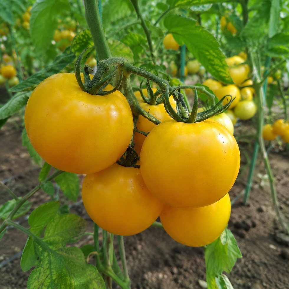 Hochwertige Tomatensamen der Sorte Ola Polka für kleine, gelbe Cherrytomaten mit süßem Aroma und reichem Ertrag.