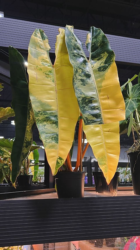 F2753 Philodendron Billietiac Variegata Long 5 Samen Zimmerpflanzensamen |  Floralis und Co.