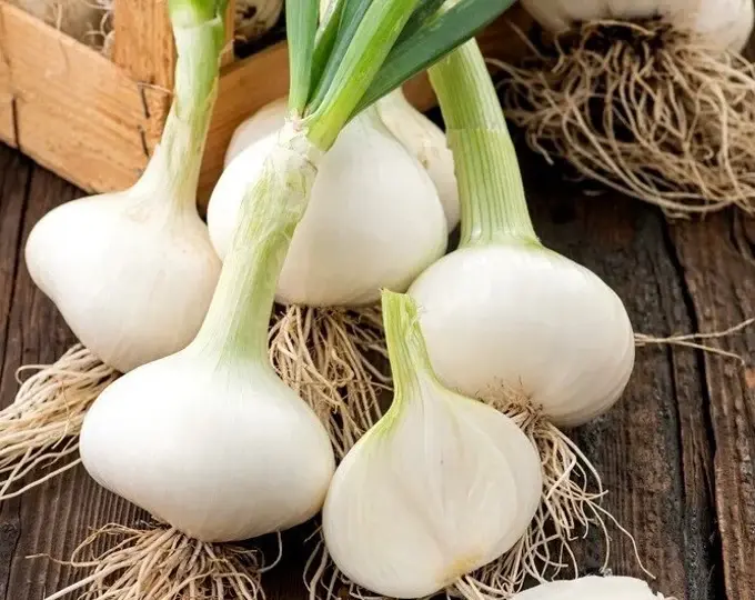 F1798 Zwiebel Hiberna – robuste, gelbe Zwiebel mit kräftigem Geschmack, ideal für Wintergerichte und Langzeitlagerung.