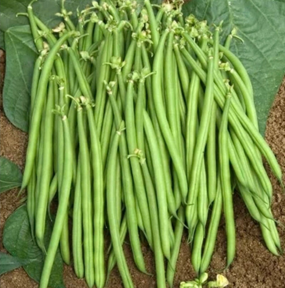Stangenbohne Blue Lakes Kletterbohne Brechbohne – eine robuste und ertragreiche Bohne, ideal für den Anbau im Garten oder auf