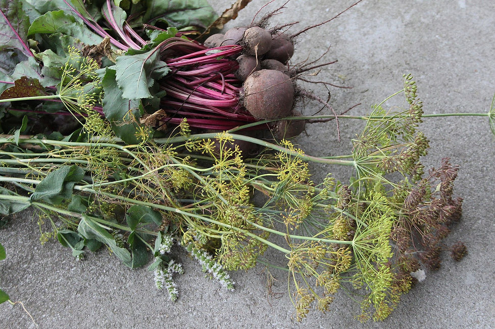 Rote Beete mit tiefroten Knollen und gesundem, zartem Fruchtfleisch.