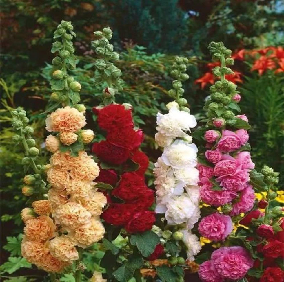 Stockrosen Hollyhook Mix (Alcea) mit einer Mischung aus bunten Blüten in Rosa, Rot, Gelb und Weiß, auf einem grünen Hintergru