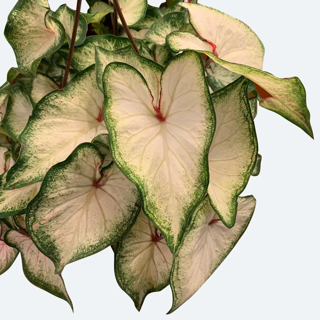 Caladium Bicolor Debutante Zimmerpflanze mit bunten Blättern.