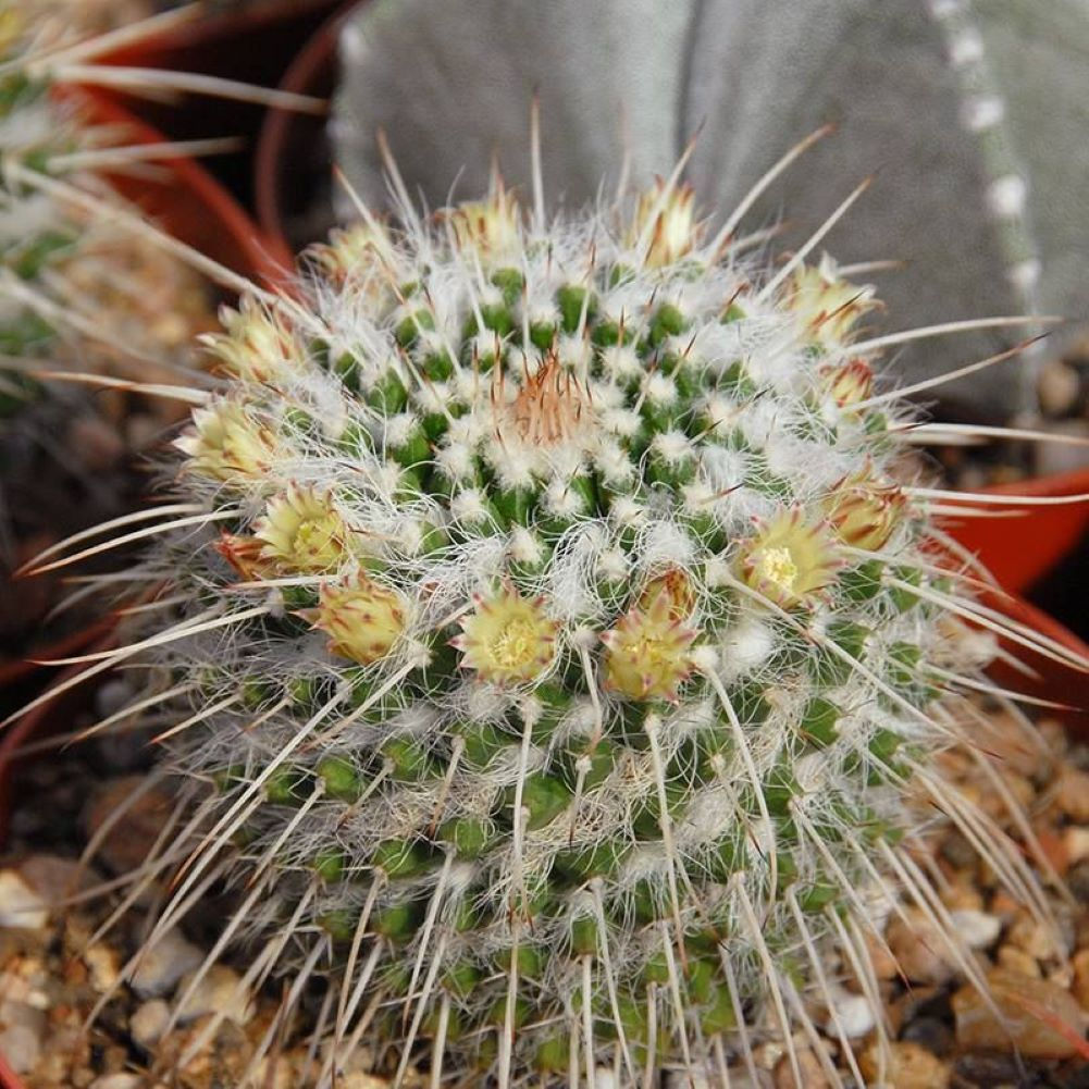 Mammilaria Karwinskiana ssp nejapensis - attraktiver Kaktus mit kleinen, weißen Blüten und dichten Dornen.