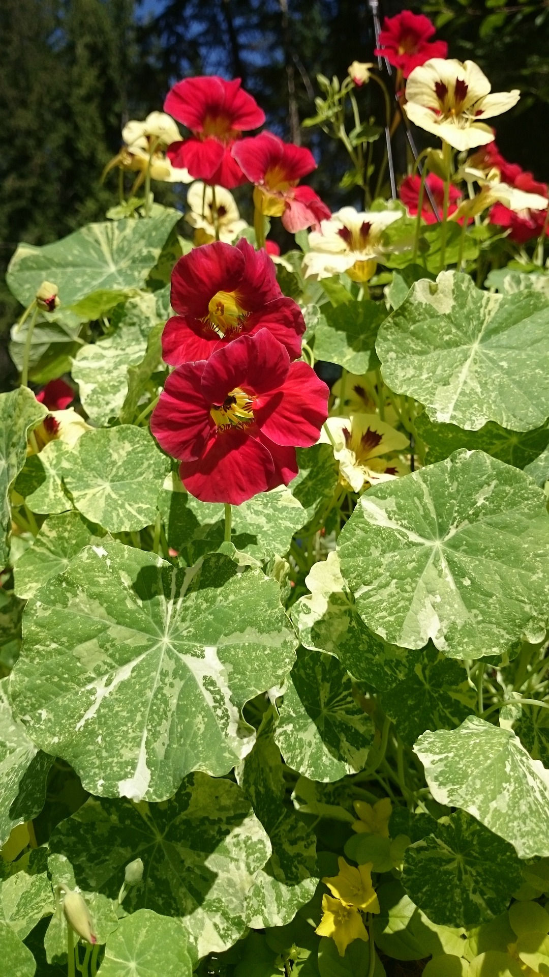 Nasturtium Alaska Variegated Cherry Rose mit leuchtend rosa Blüten und auffälligen, bunt gemusterten Blättern.