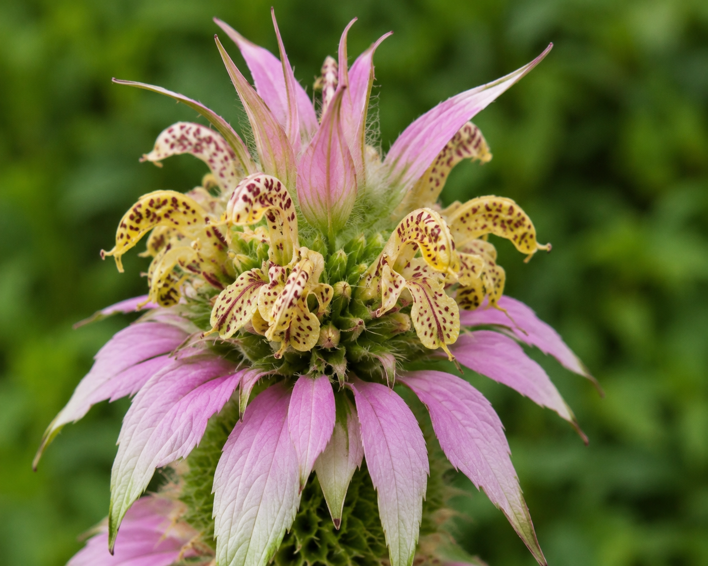 Spotted Beebalm (Monarda punctata, Indianerminze) mit dekorativen gelb-violetten Blüten