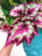 Seltene Begonia Vertigo Variegata Blattbegonie – 20 Samen. Auffällige Blattschmuckpflanze mit dekorativer Variegation. Ideal