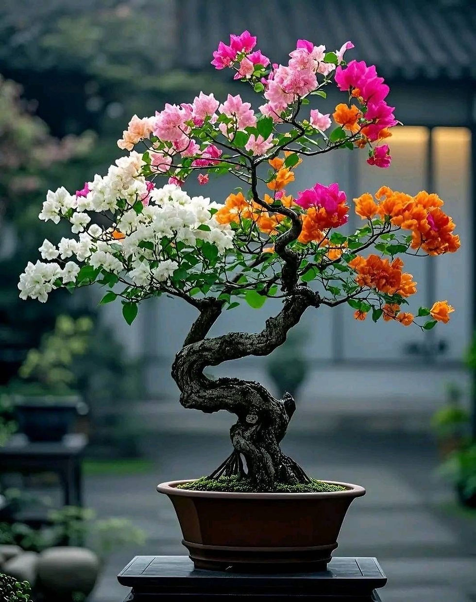 Bonsai Bougainvillea Drillingsblume – kleine pinke Blüten an Bonsai-Pflanze, Nahaufnahme