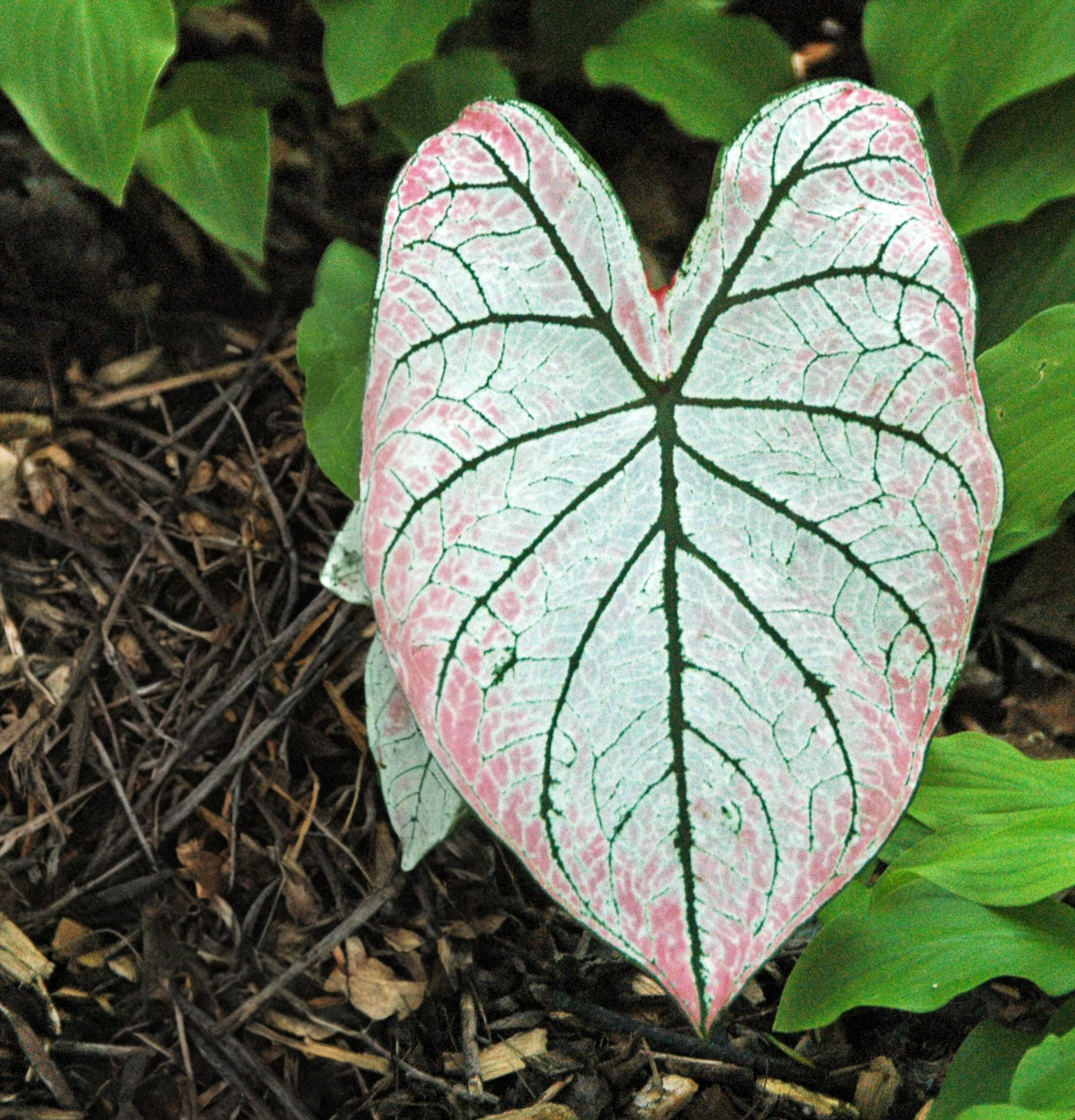 Caladium Mosaik Buntwurz bunte Blätter.