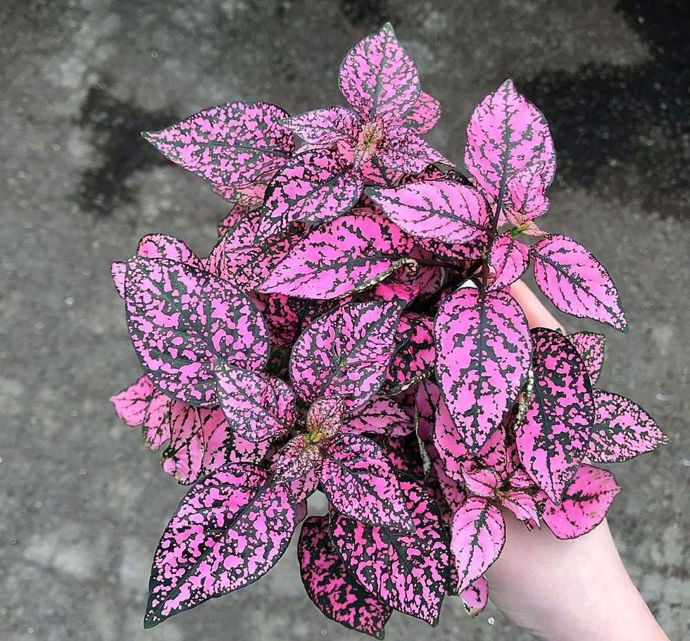 F2426 Hypoestes Confetti Splash – bunte Punktblume mit auffälligen, gesprenkelten Blättern aus hochwertigen Blumensamen.