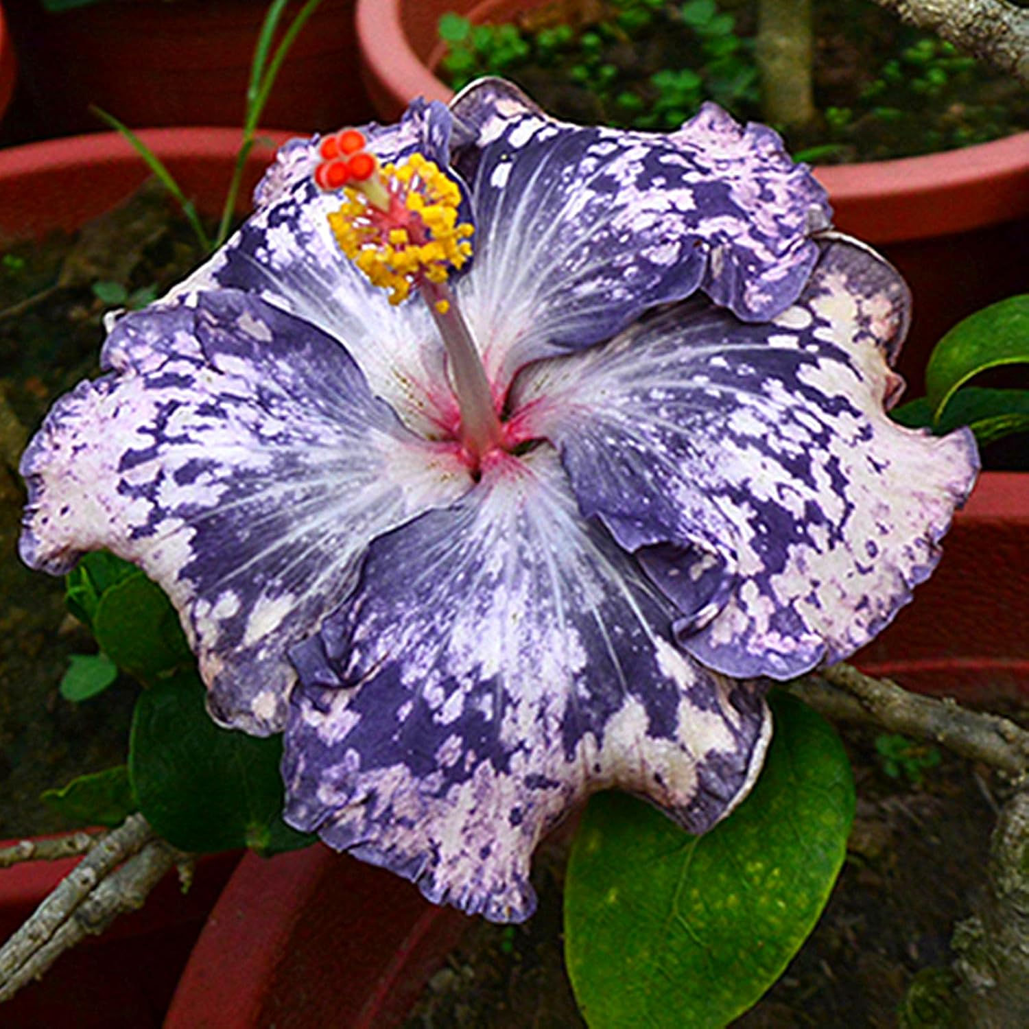 Hibiskus Blau-Weiß Dragon – atemberaubende Blüten in Blau und Weiß, die exotische Akzente in Ihrem Garten setzen, ideal für s