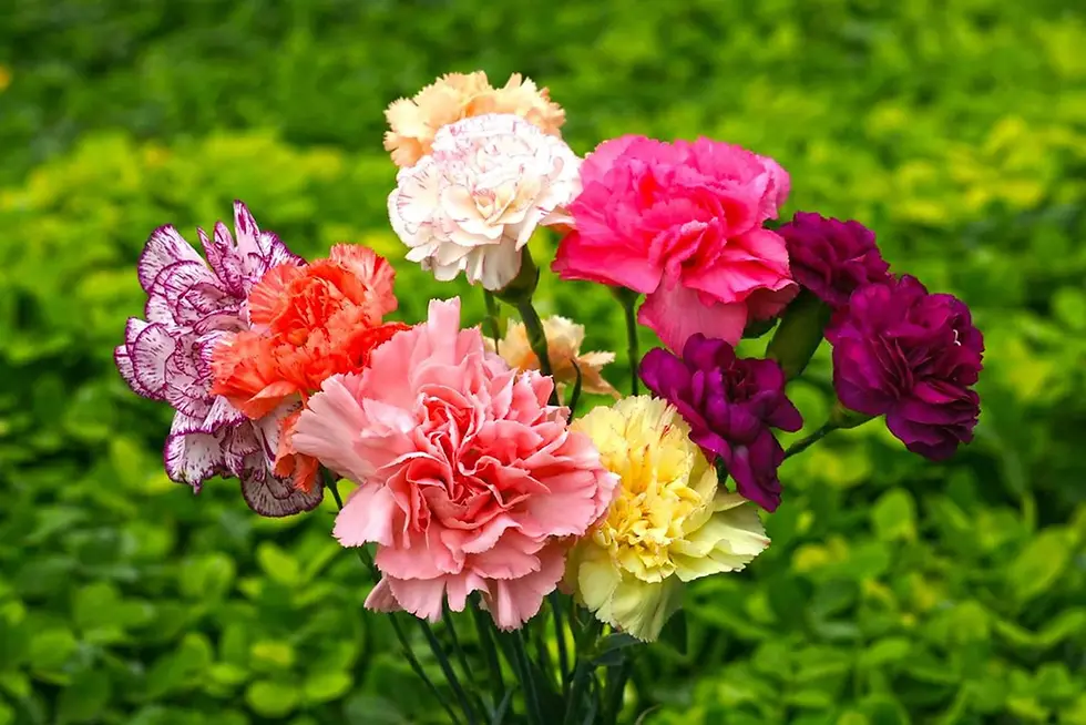 Dianthus Vienna Mix Gartennelken Persian mit einer lebhaften Mischung aus rosa, roten und weißen Blüten.