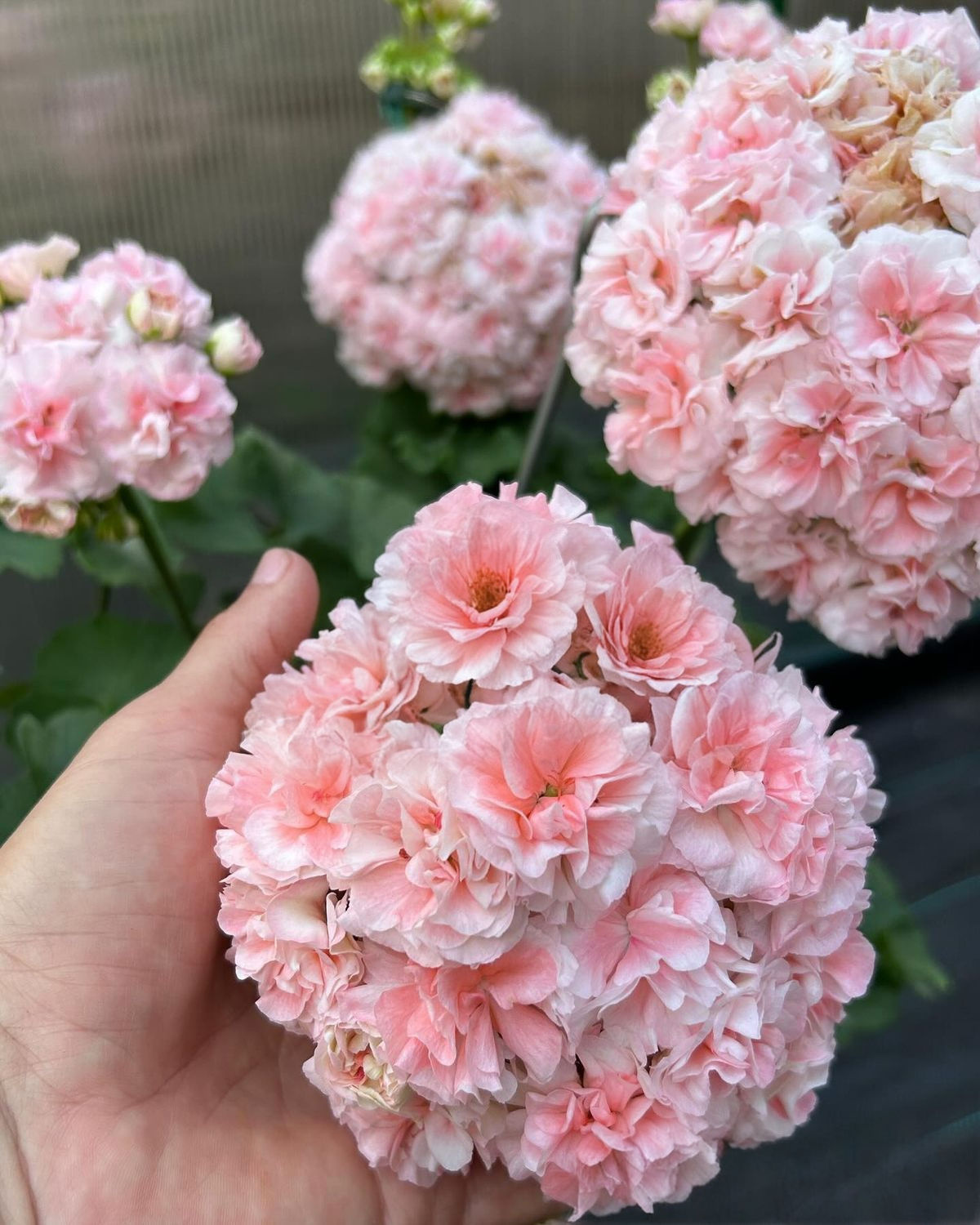 Pelargonie Muskaty Samen – Duftende Moschusgeranie mit aromatischen Blättern, ideal für Balkon und Garten.