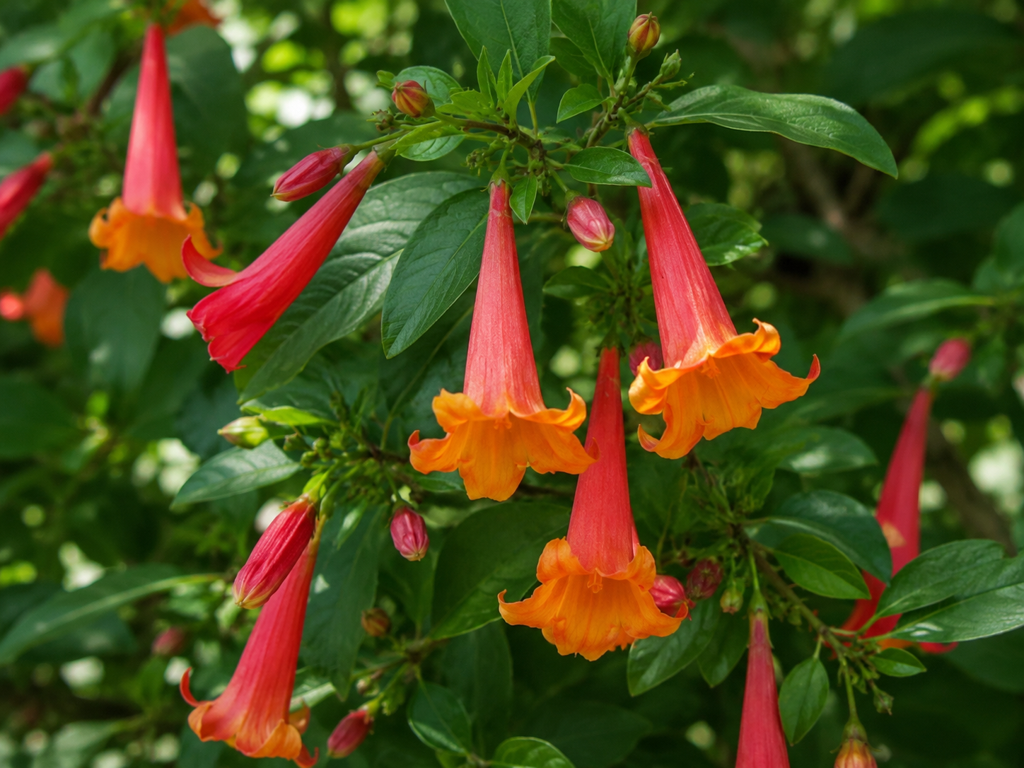 Tecoma fulva mit leuchtend orangefarbenen Trompetenblüten und kletterndem Wuchs an einer Rankhilfe.