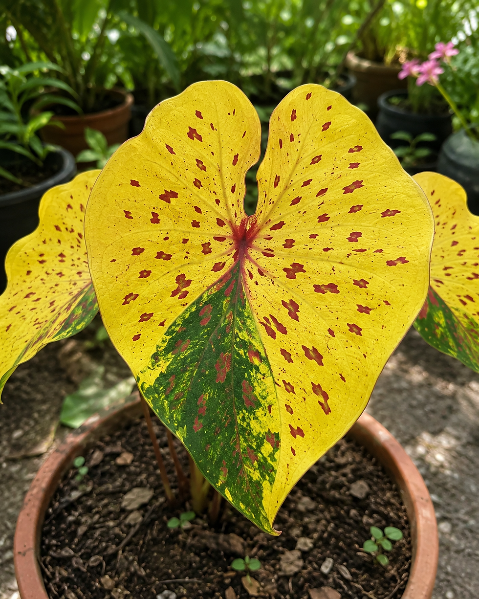 Caladium 'Kaiser' mit dekorativen rot-grün gefärbten Herzblättern im Topf oder Wintergarten.